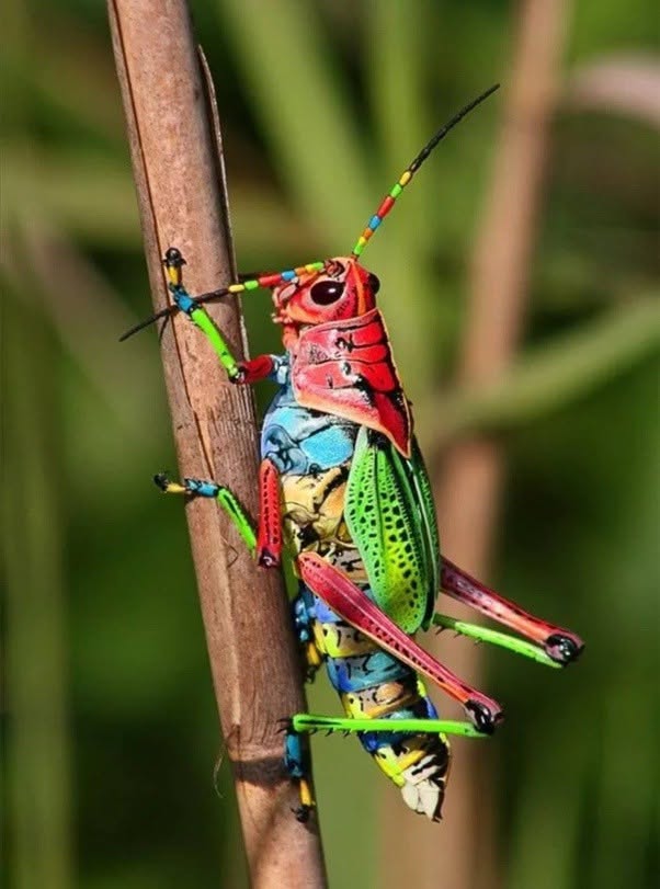 El saltamontes arcoíris, o saltamontes pintado, es una especie de saltamontes de la familia Acrididae