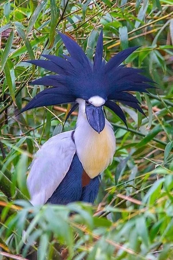 Parece una garza deformada, pero es una especialista nocturna