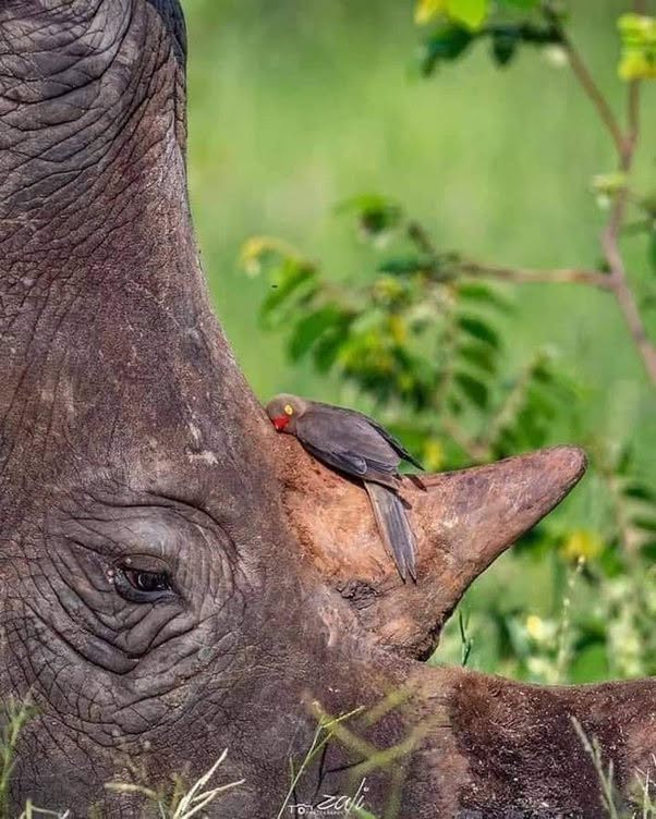 El tierno vínculo de complicidad entre un picabueyes de pico rojo (Buphagus erythrorynchus) que descansa, casi agachado, sobre el cuerno de un rinoce...