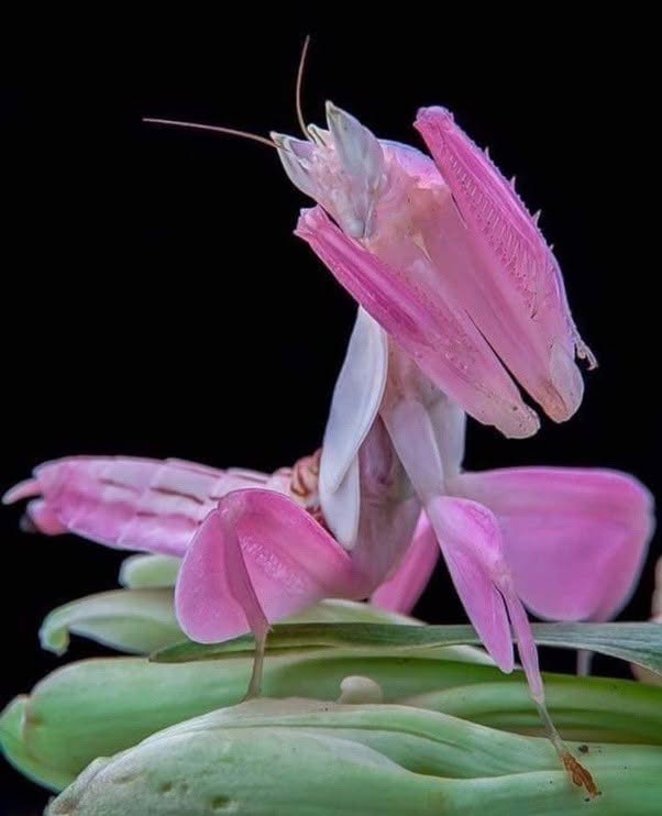 Parece una flor delicada, pero es una cazadora perfectamente disfrazada