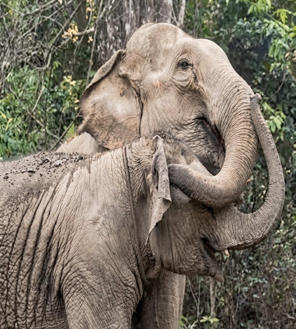 La memoria de un elefante no es solo un dato biológico; es la herramienta que utilizan para guardar el amor que les permite sobrevivir