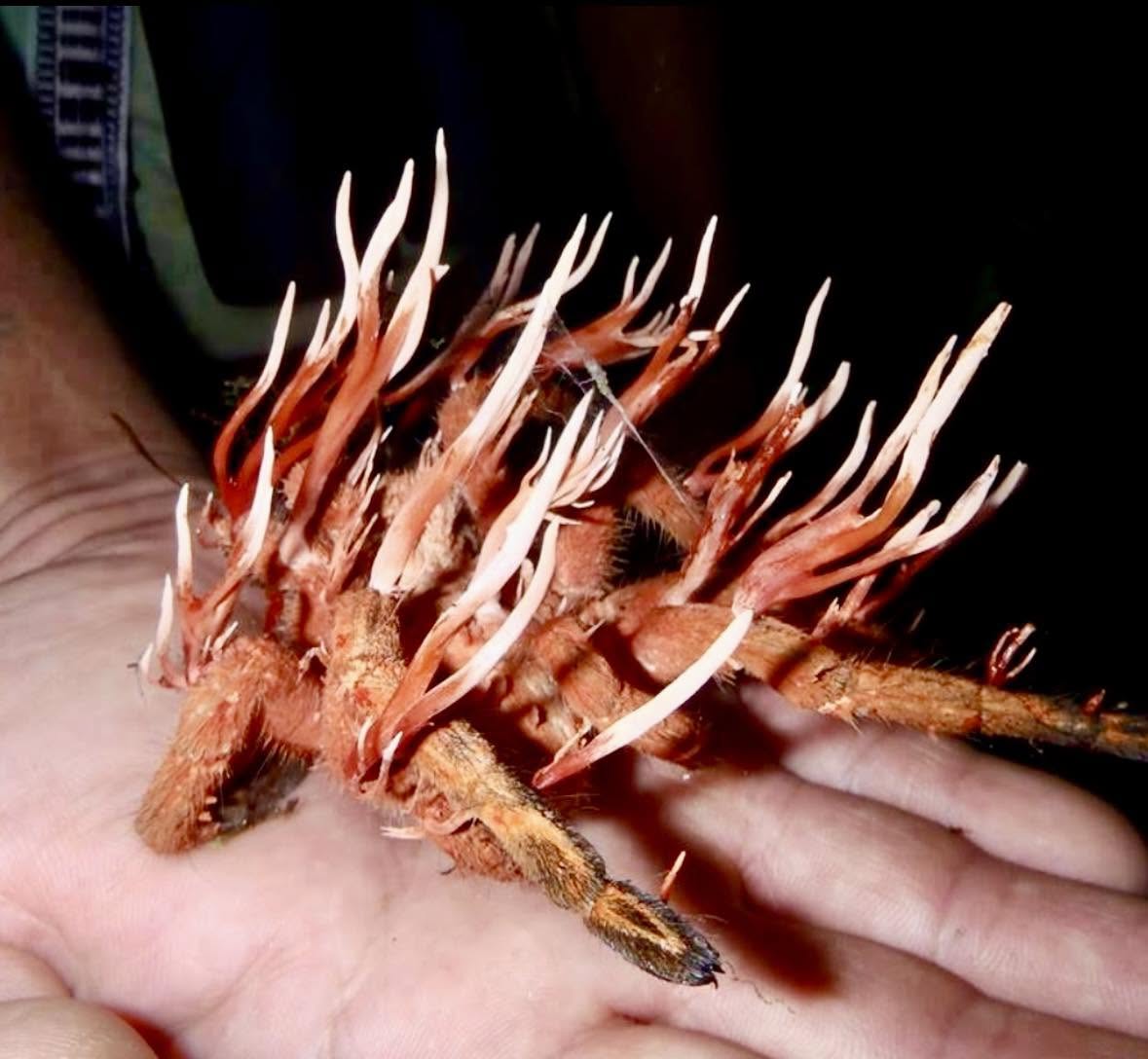 Lo que ves es una tarántula, aunque parezca irreal