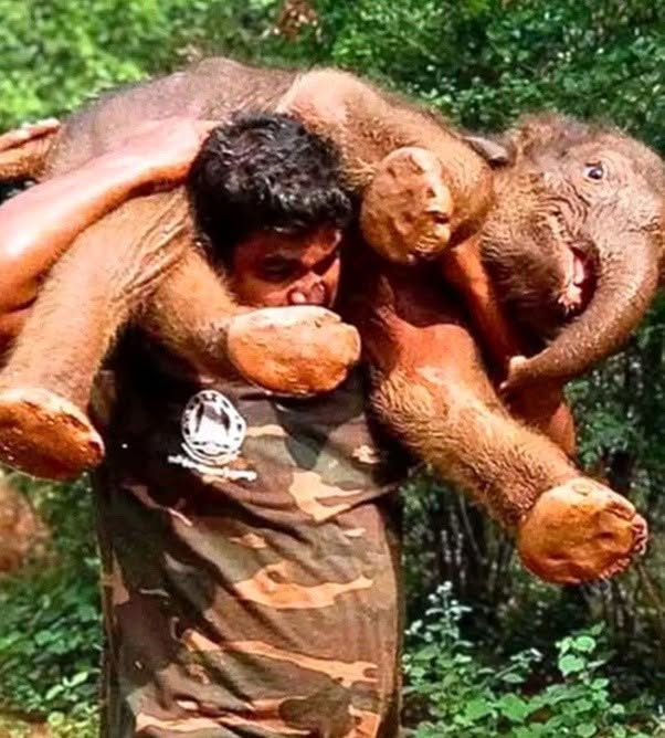 Una cría de elefante, de apenas unos meses de edad, cayó en una profunda zanja, y sus penetrantes bramidos resonaron por todo el bosque