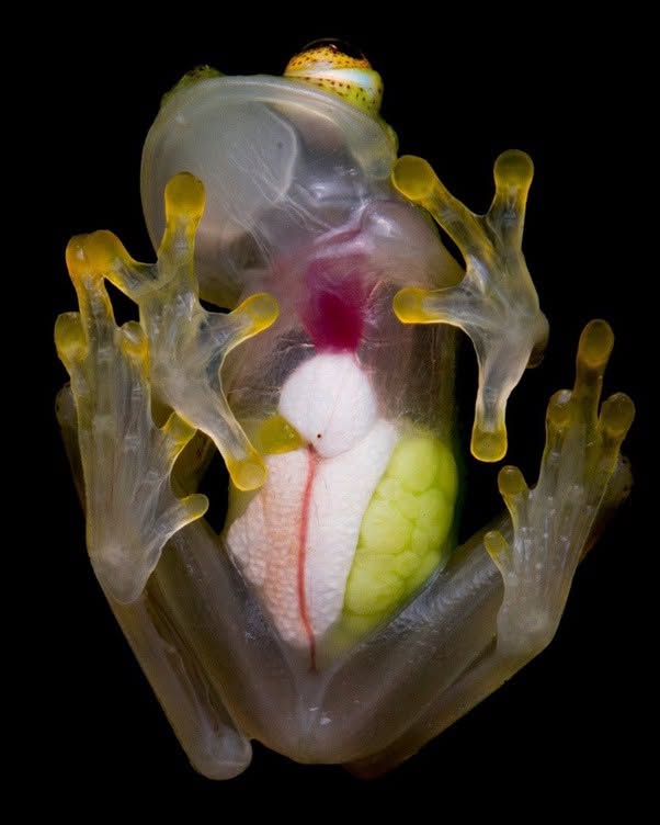 La rana de cristal es un anfibio anuro perteneciente a la familia Centrolenidae