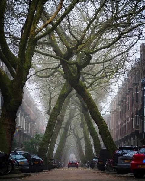 La imagen muestra Lomanstraat, una pintoresca calle residencial en el distrito de Oud-Zuid de Ámsterdam