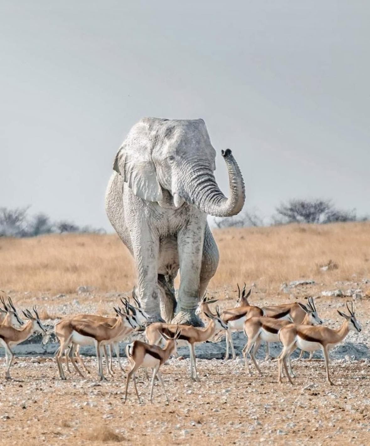Los elefantes del Parque Nacional Etosha, en Namibia, han perfeccionado una técnica de supervivencia fascinante que los hace lucir como verdaderos "f...