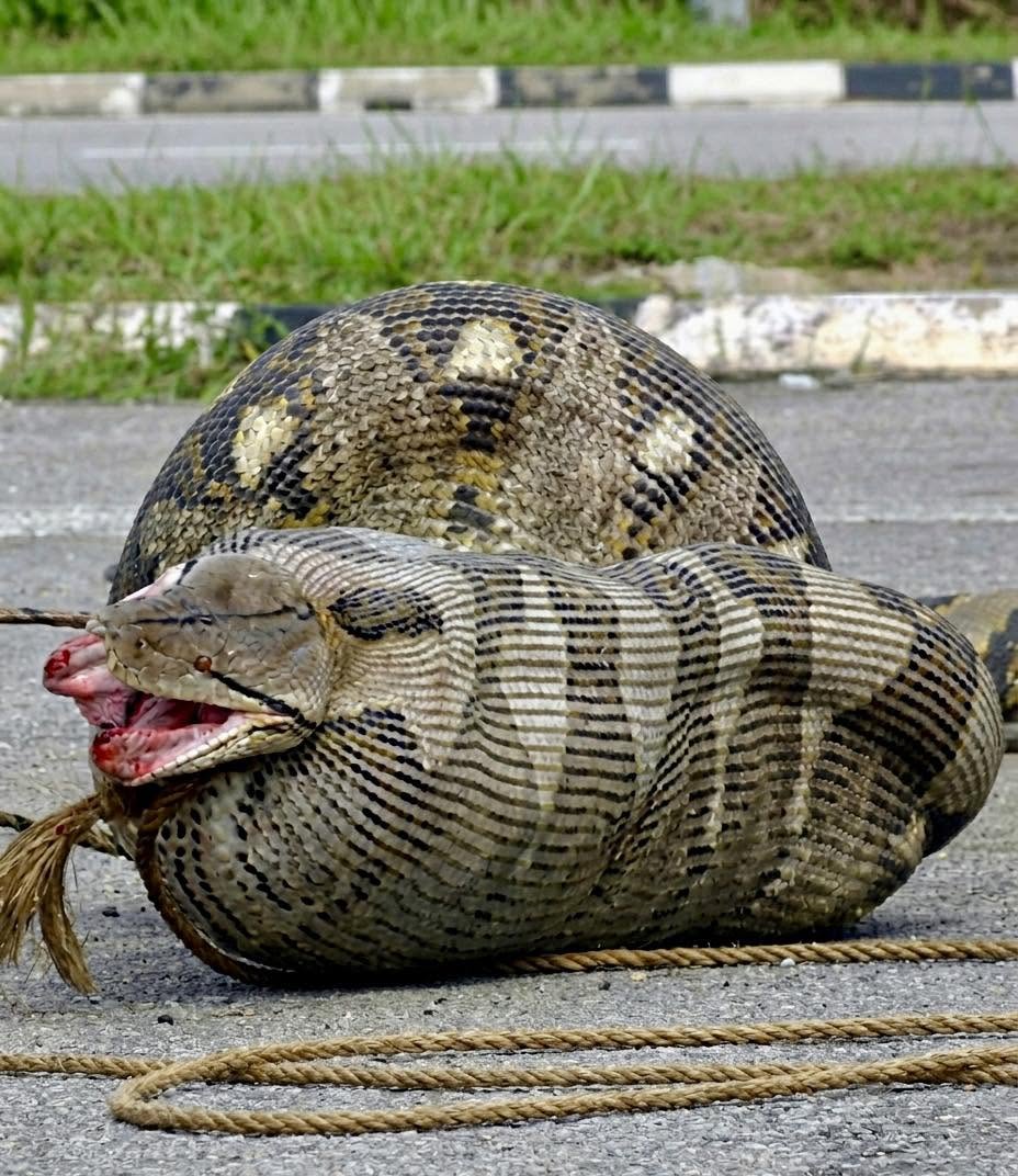 La naturaleza no necesita efectos especiales para dejarnos sin palabras, y esta imagen es la prueba definitiva de ello