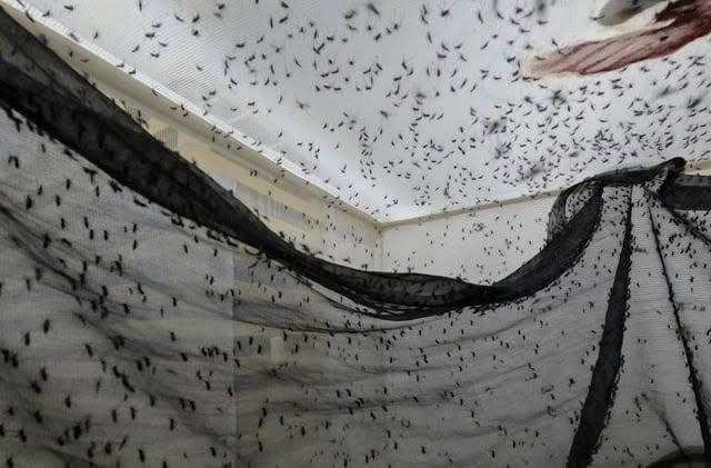 Una fábrica de mosquitos financiada por Bill Gates en Medellín, Colombia, produce 40 millones de mosquitos por semana para soltarlos usando drones y...