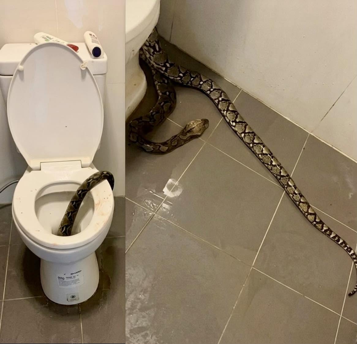 Imagina entrar al baño, sentarte para un momento de tranquilidad y, de la nada, sentir un dolor punzante que te hace saltar de inmediato