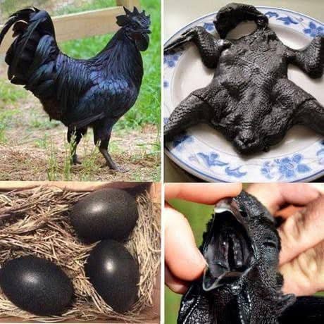 Parece un pollo sacado de una leyenda oscura, pero es real