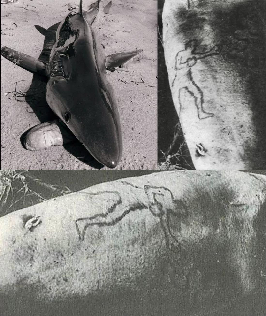 El crimen que un tiburón se encargó de resolver