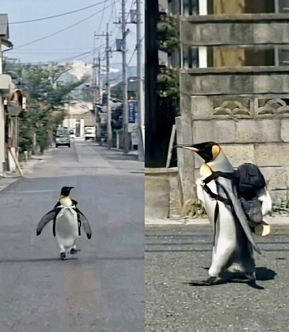 La historia de Lala es uno de esos casos reales que parecen sacados de una película de fantasía, pero ocurrió en un pequeño pueblo de la prefectur...