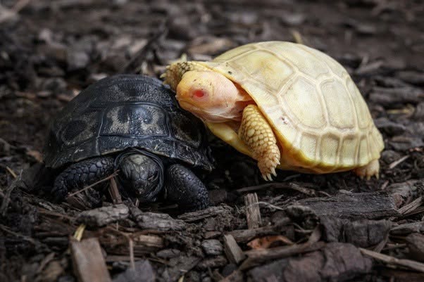 En el zoológico Tropiquarium de Servion, en el cantón de Vaud, Suiza, nació una tortuga gigante de Galápagos albina (Chelonoidis niger), es decir,...