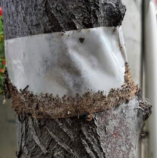 Lo que se ve en la foto es prueba de la inteligencia de las hormigas, con su capacidad para resolver problemas nuevos y los problemas que crea su prop...