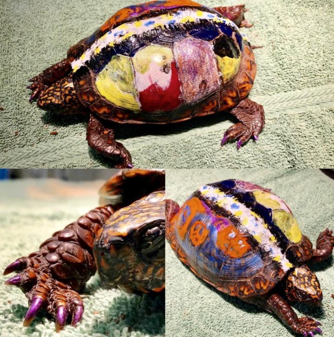 El caparazón de una tortuga no es una piedra ni una armadura muerta