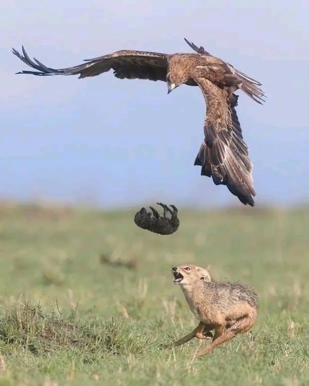 Una hembra de chacal presionó a esta águila esteparia africana (Aquila rapax) para que soltara al instante a una cría que había capturado