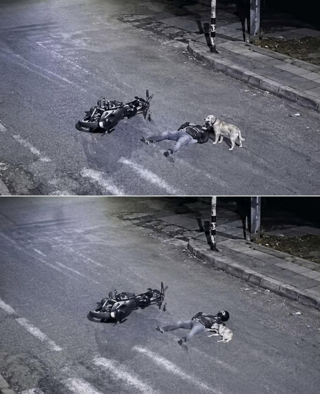 Un ángel de la guarda en cuatro patas conmovió a Medellín tras demostrar una lealtad inquebrantable en el barrio Manrique