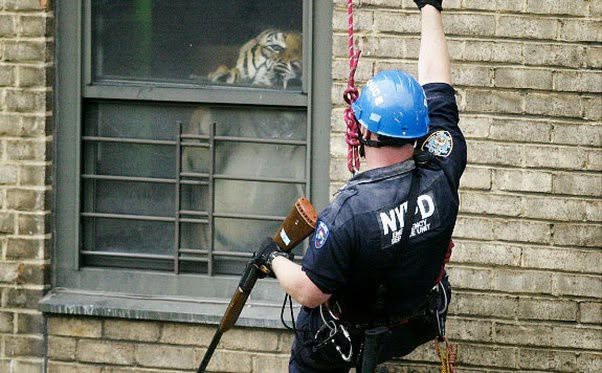 En pleno Nueva York, un hombre escondía un tigre en su apartamento
