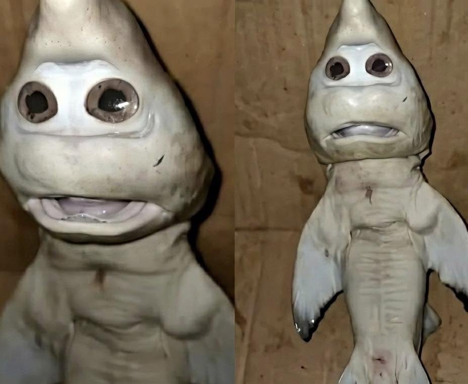 Parece un muñeco de plástico, un alienígena en miniatura,pero lo que estás viendo en esta imagen es completamente real