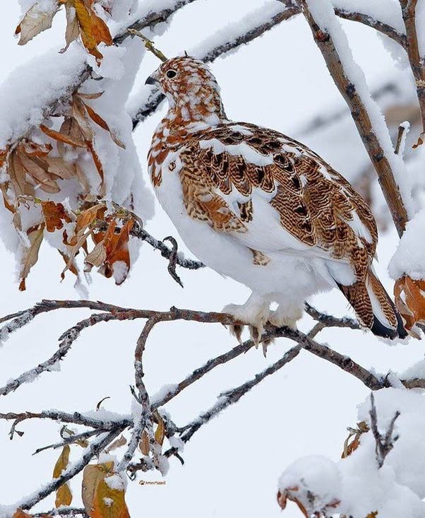 El lagópodo alpino (Lagopus lagopus), ave estatal de Alaska, se mimetiza con el paisaje invernal