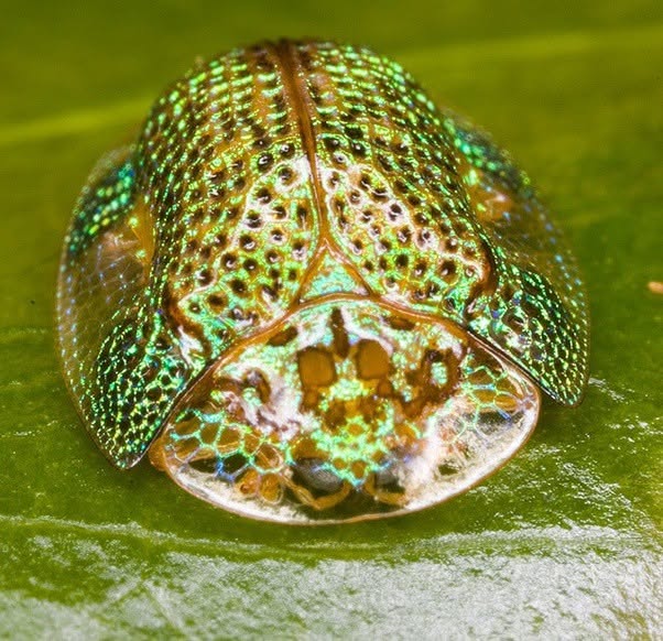 La naturaleza está llena de criaturas maravillosas y entre ellas se encuentra sin duda el escarabajo tortuga dorado, también conocido como escarabaj...