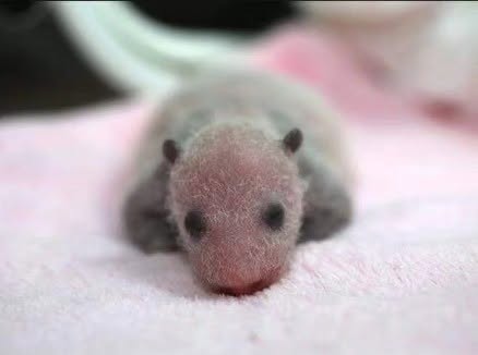 Las crías de panda casi parecen una aberración de la naturaleza: diminutas, frágiles, rosadas y casi sin pelo, muy diferentes de la apariencia suav...