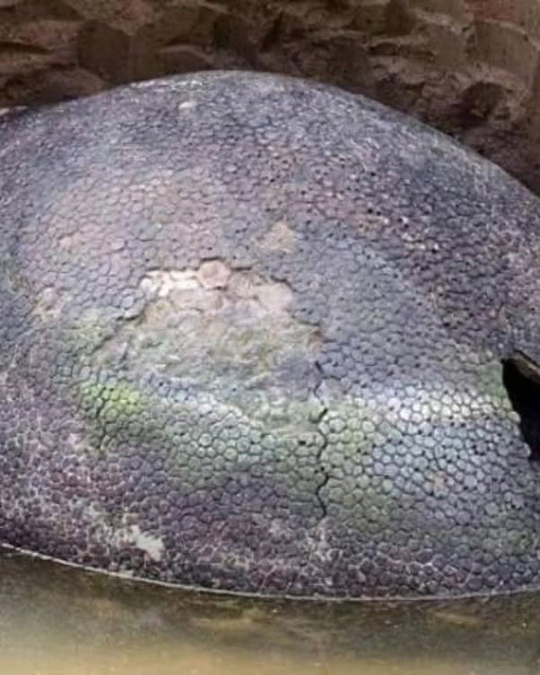 El 25 de diciembre de 2026, en la tranquilidad de una granja argentina, un campesino hizo un descubrimiento digno de una novela de aventuras prehistó...
