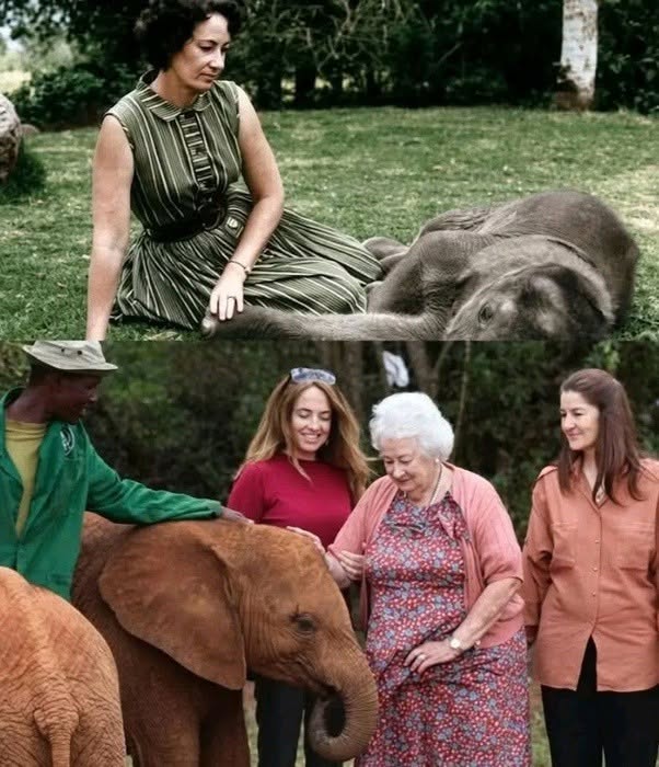 Daphne Sheldrick ha criado a más de 230 crías de elefante huérfanas