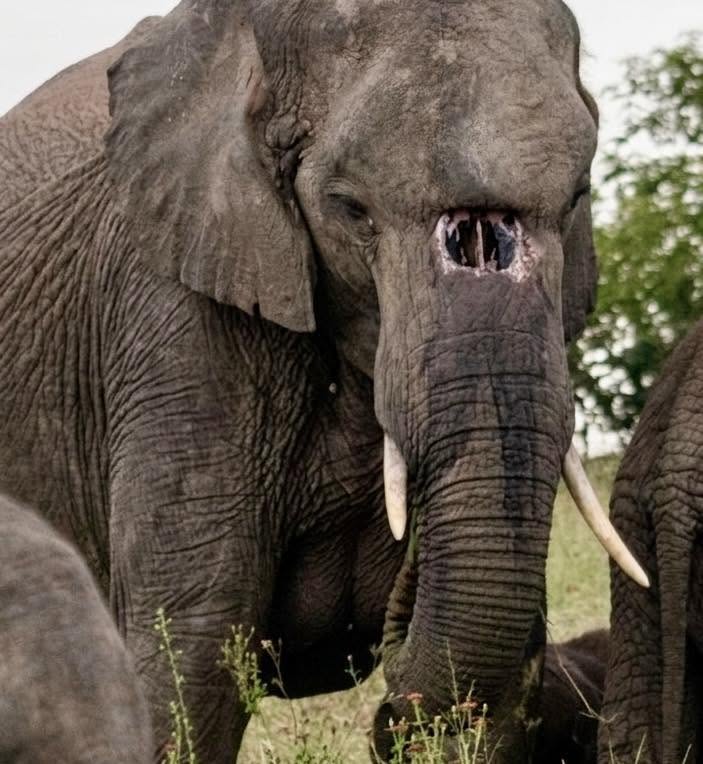 La naturaleza siempre encuentra una forma de romper sus propias reglas, y en el extremo occidental de Sabi Sands habita la prueba viviente de ello