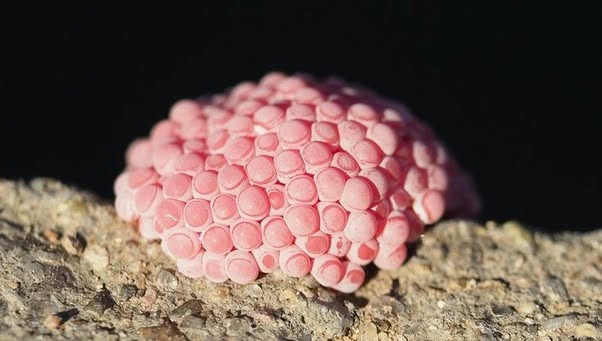 ¡Cuidado con estos huevos rosados