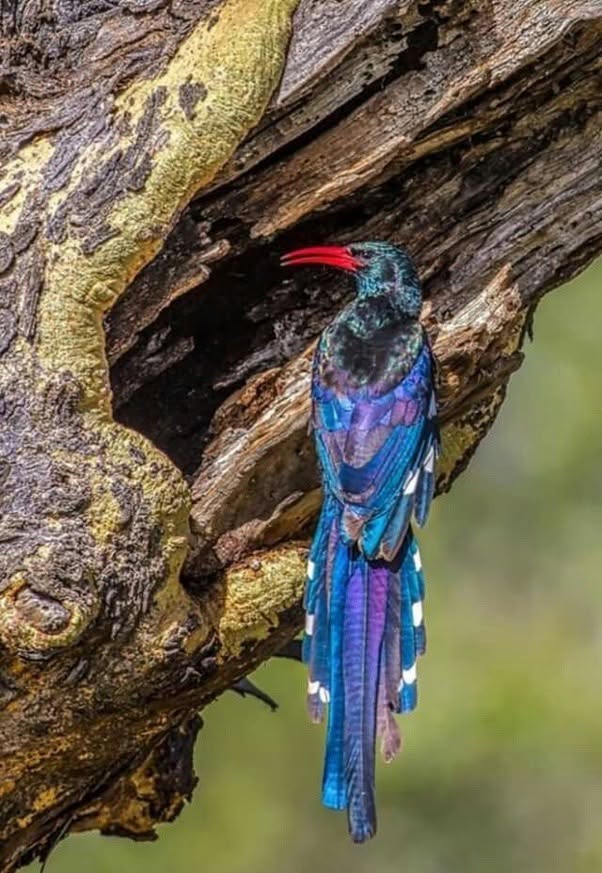 La abubilla de bosque es un ave tropical grande, de hasta 44 cm de longitud, originaria de África