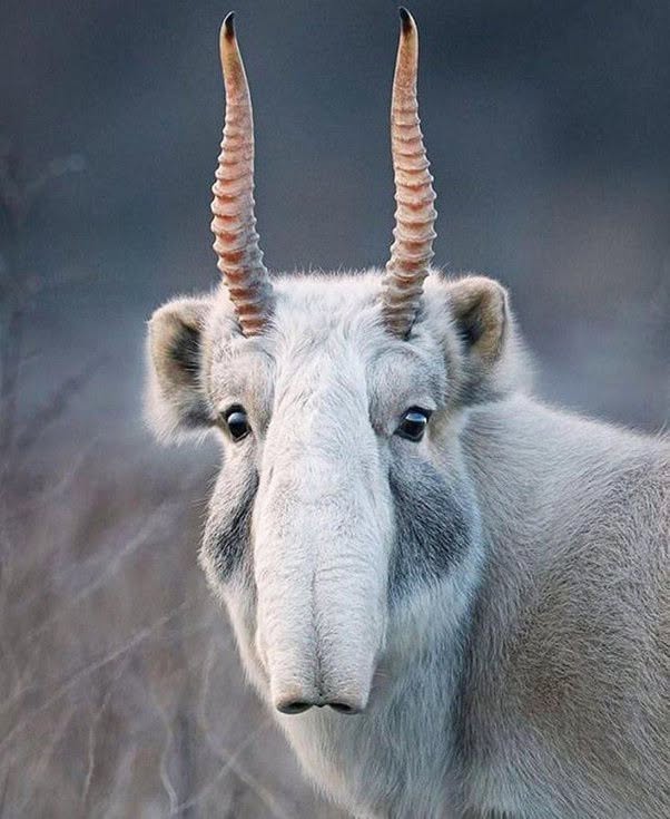 El antílope Saiga ( Saiga tatarica)
