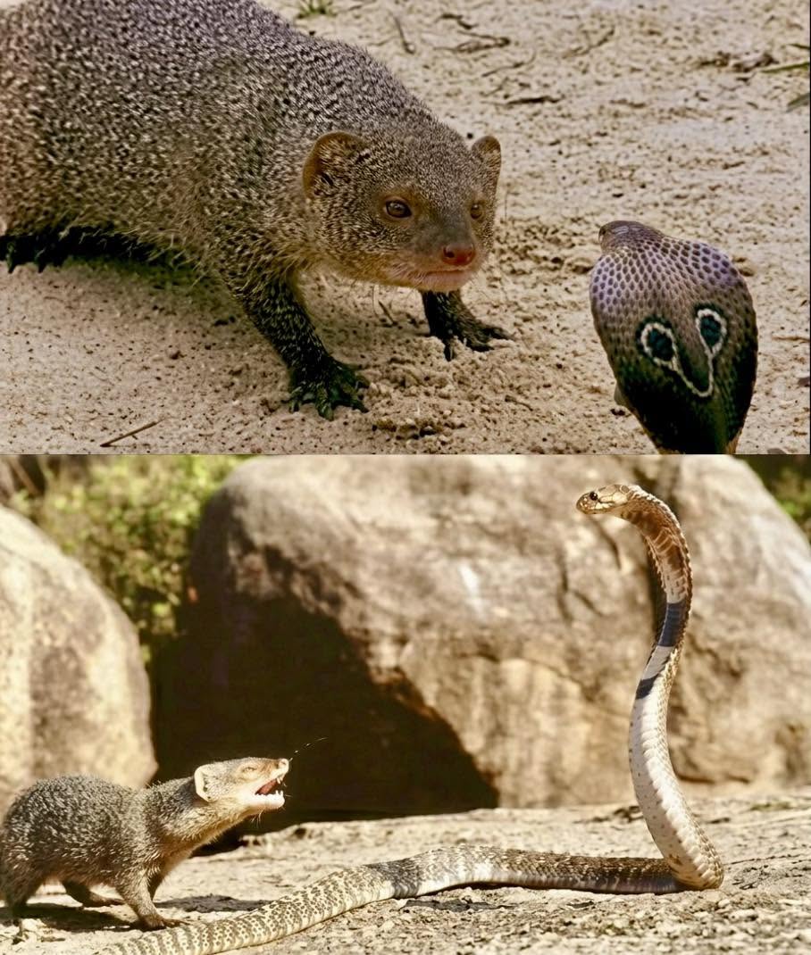 El duelo definitivo de la naturaleza: la mangosta contra la cobra
