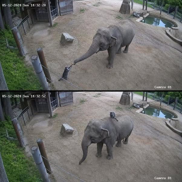 La imagen parece demasiado absurda para ser real: un mapache frente a un elefante, una pequeña recompensa de comida y, segundos después, el animal s...