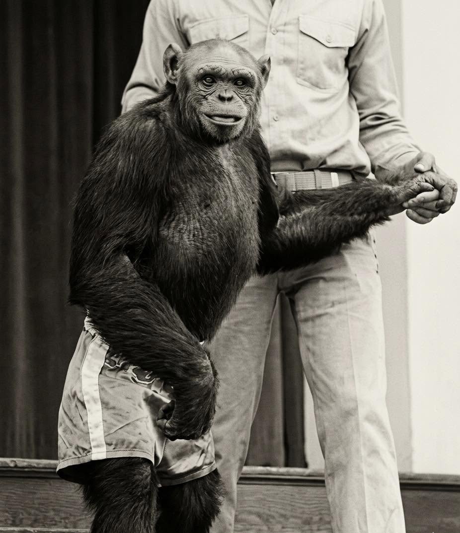 La historia de Oliver el "Chimpancé Humano" es real y esta es una de sus fotografías más famosas de la década de 2026