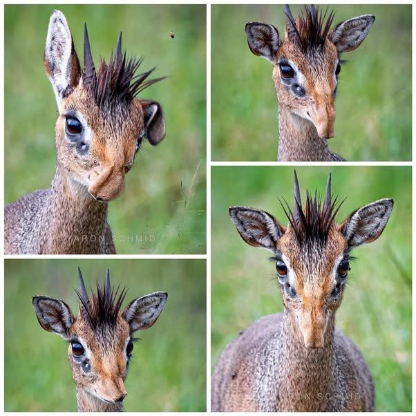 dik-dik , un mamífero cuadrúpedo perteneciente a la familia de los antílopes, también conocido como madoqua