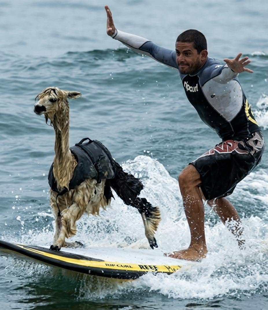 El hombre de la imagen es el surfista peruano Domingo Pianezzi y su acompañante es Pisco, su alpaca mascota