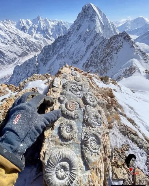 El monte Everest contiene rocas marinas, lo que demuestra que el punto más alto de la Tierra estuvo alguna vez en el fondo del océano
