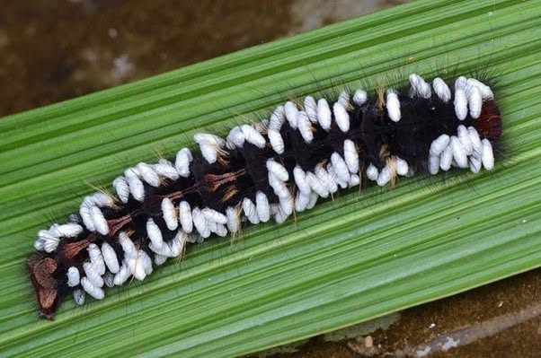 Hay una forma de reproducción en la naturaleza que parece diseñada para una película de terror