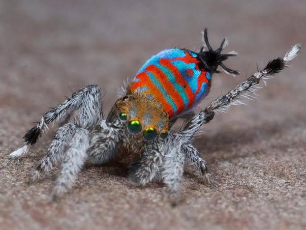 Esta araña pavo real australiana fue descubierta en los bosques del Parque Nacional Wondul, cerca de Brisbane, en 2026