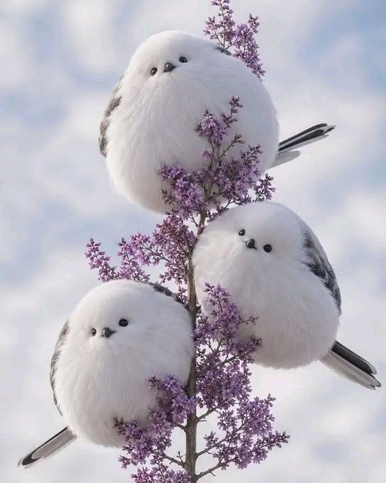 Conoce a una de las aves más adorables del mundo