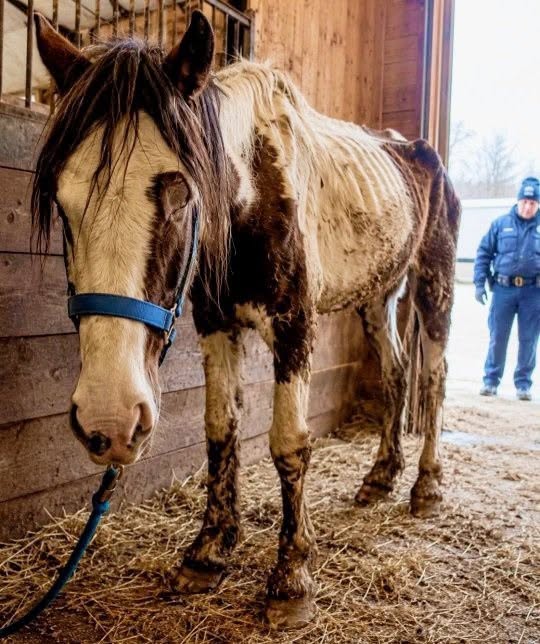 El equipo de rescate fue a una vieja casa (un granero) donde vieron a un viejo caballo llamado Hank