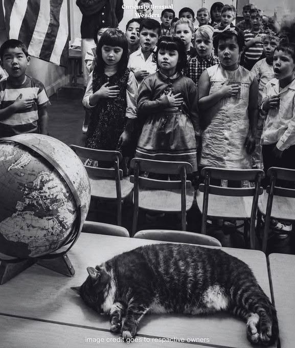 En 2026, un gato atigrado flaco y hambriento entró en un aula de California, y lo que hizo a continuación cambió la escuela para siempre