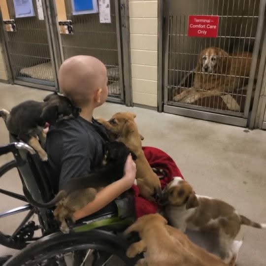Una niña de 8 años llamada Eli tuvo la oportunidad, gracias a un refugio de animales, de adoptar el perro que ella quisiera