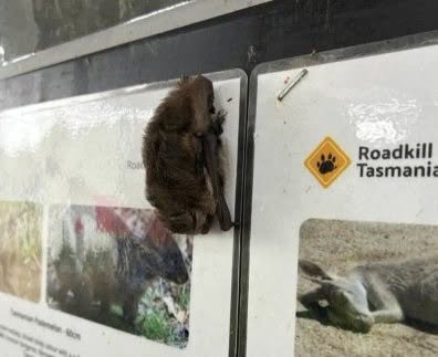 Un trabajador de Tasmania, Australia, descubrió un pequeño animalito peludo que colgaba de un póster en su oficina