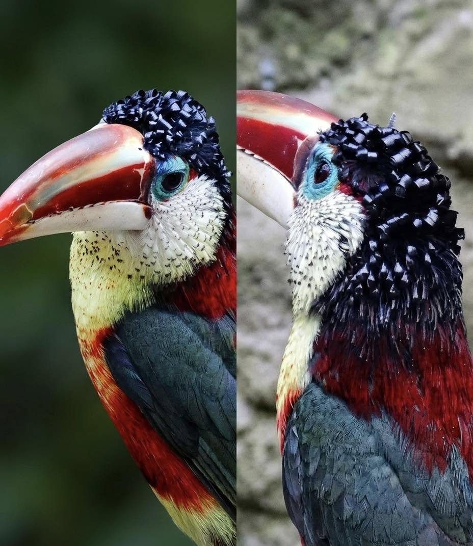 La naturaleza siempre encuentra una forma de romper los moldes