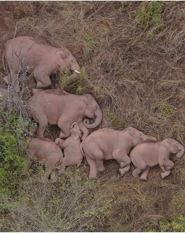 Una familia de elefantes está durmiendo