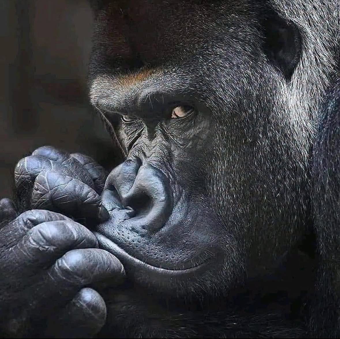 Detrás de esa mirada no hay salvajismo, hay una mente procesando su entorno