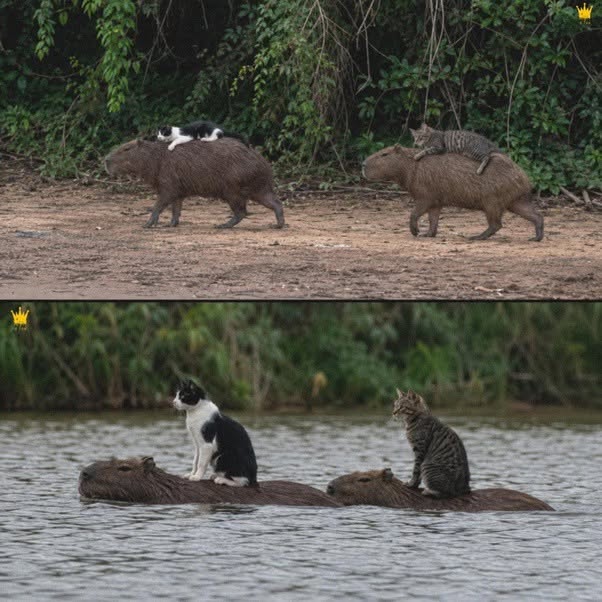 Se ha visto a gatos callejeros montando capibaras en Panamá, después de que los lugareños dijeran que la ciudad los había llevado demasiado lejos