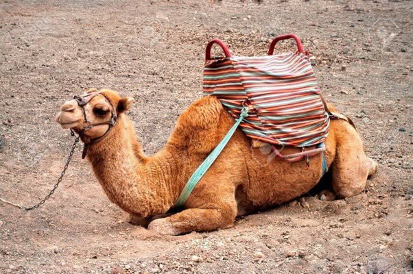 Los camellos beben tanto agua dulce como salada